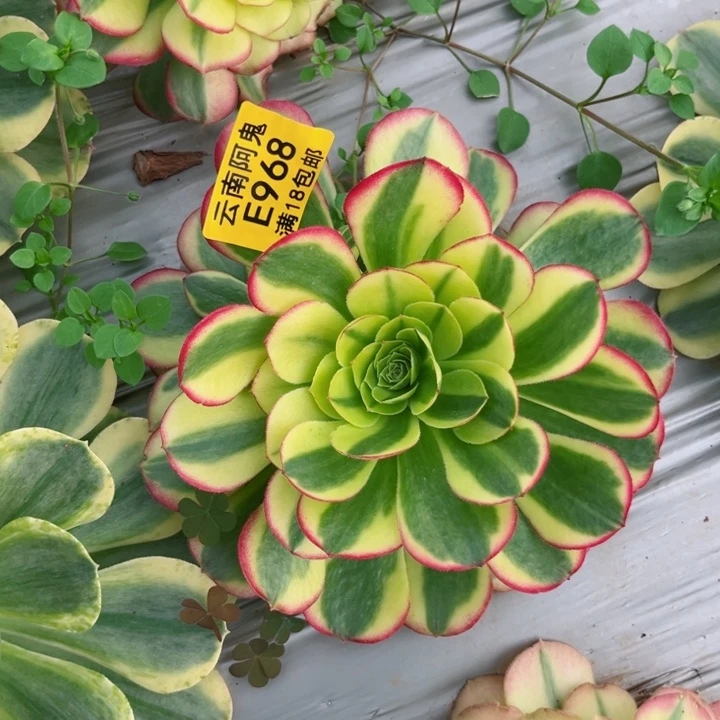 奶白968多肉植物