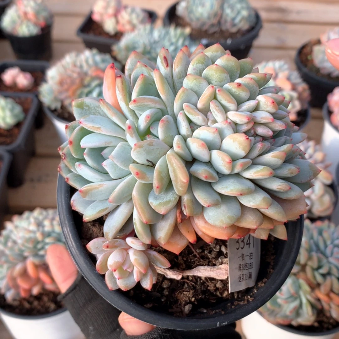 12厘米星影缀3341