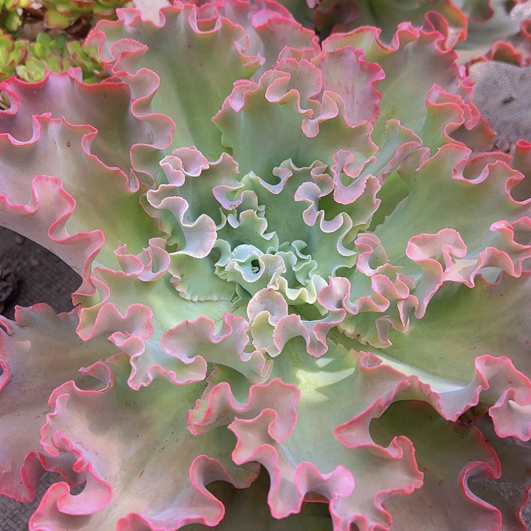 高莎之翁大包菜 多肉植物