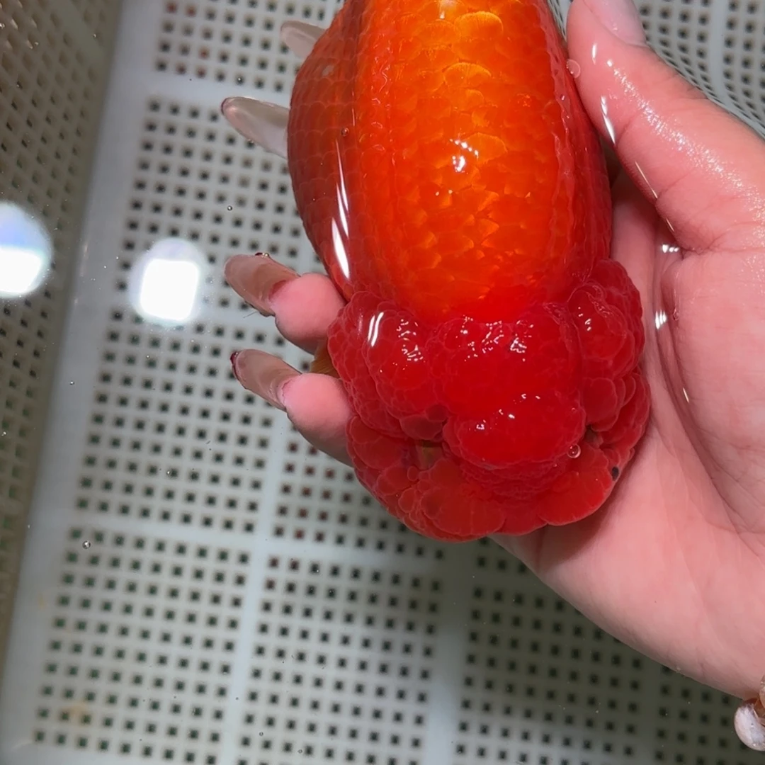 *****金鱼拍包装包邮不拍包装运费到付