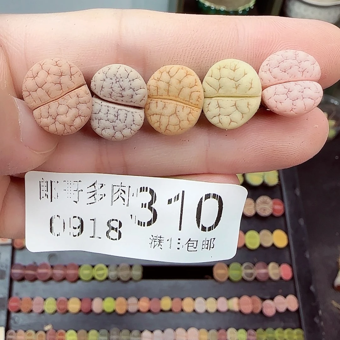 满满18包邮0918-310
