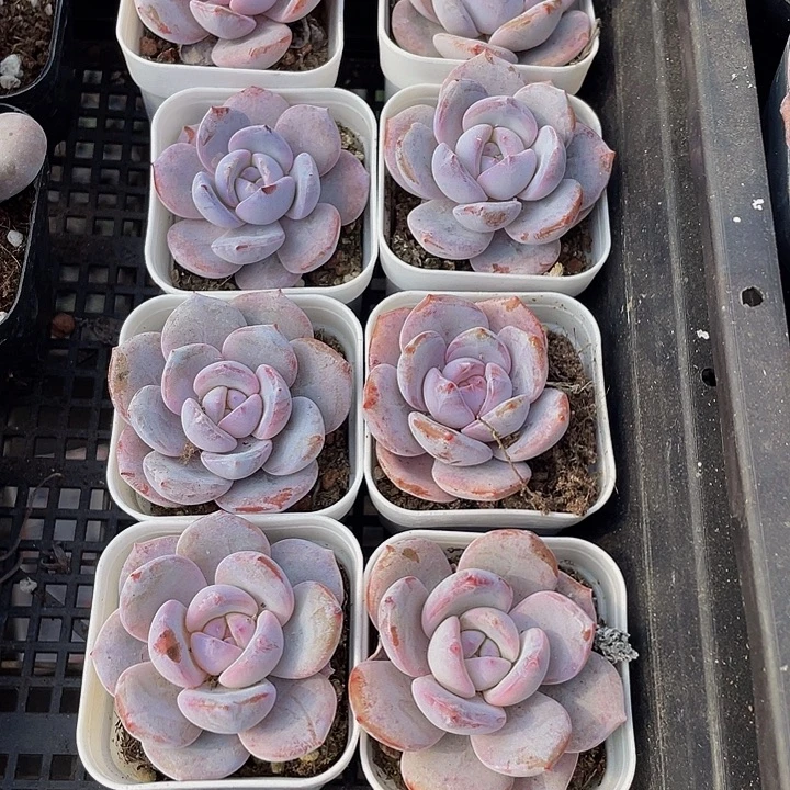 单头抹茶带盆土发货