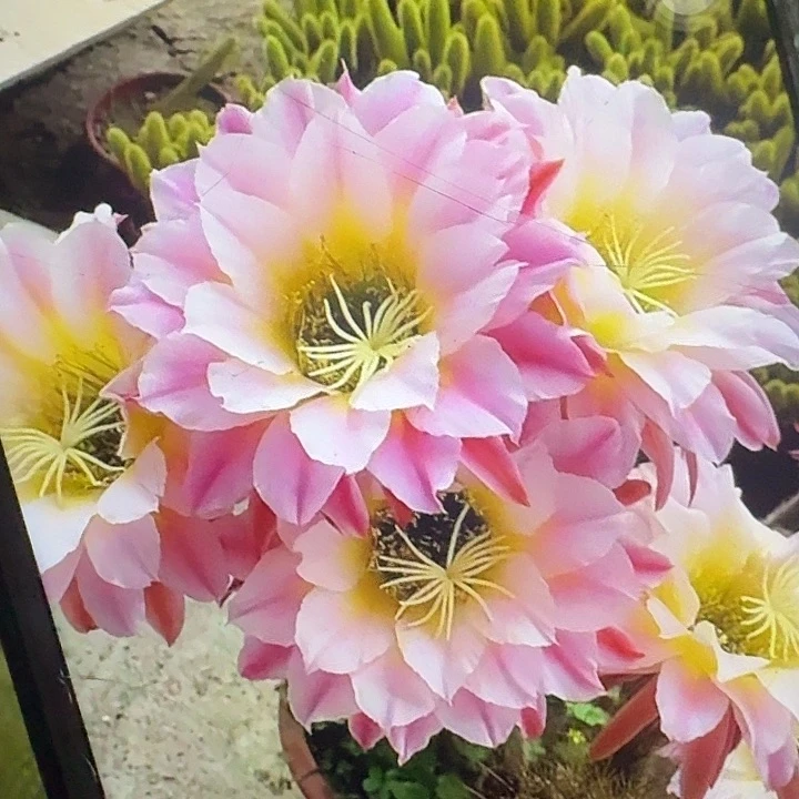 曙光侧芽5公分毛花柱