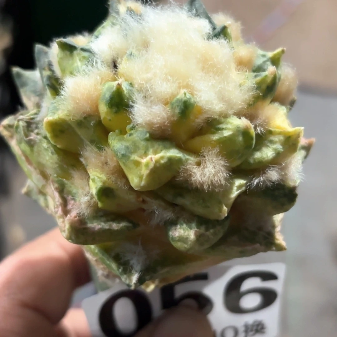 天****吧龙牙牡丹锦仙人球056