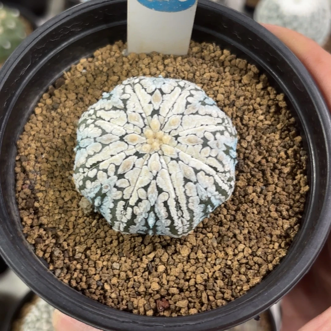 683实生浓白超兜带盆带土