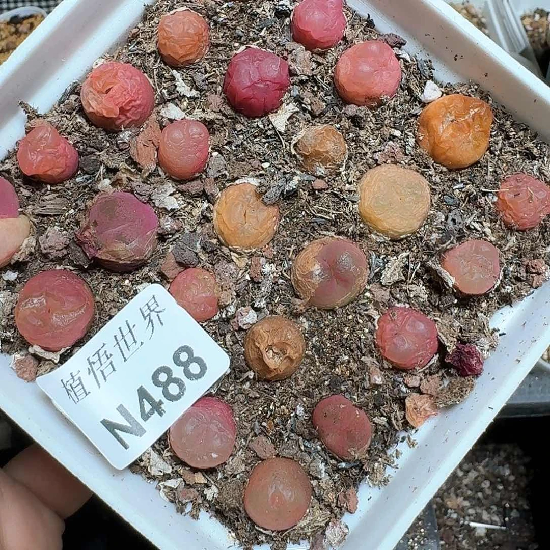 488号多肉植物哇d c