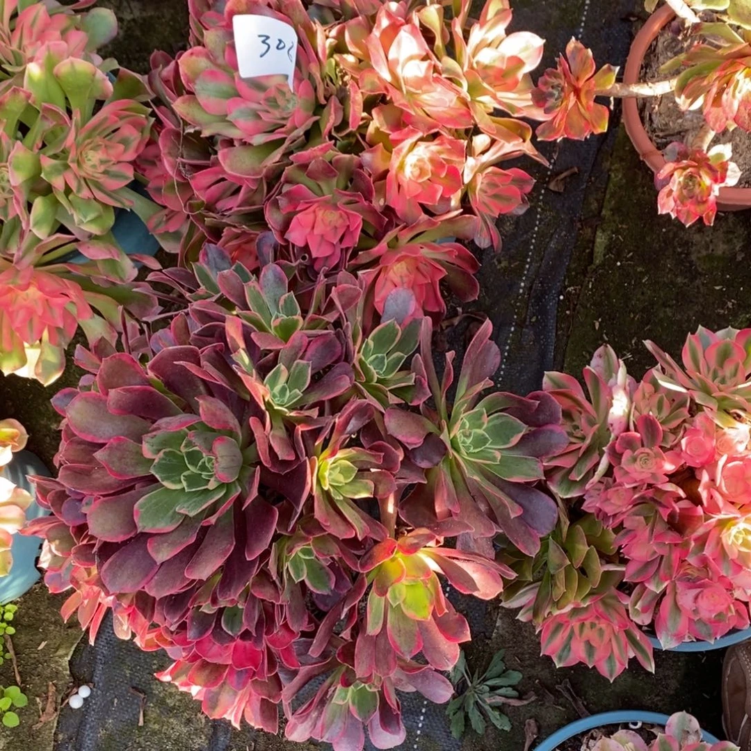 完全开放306号香妃➕金丝雀多肉1颗多肉