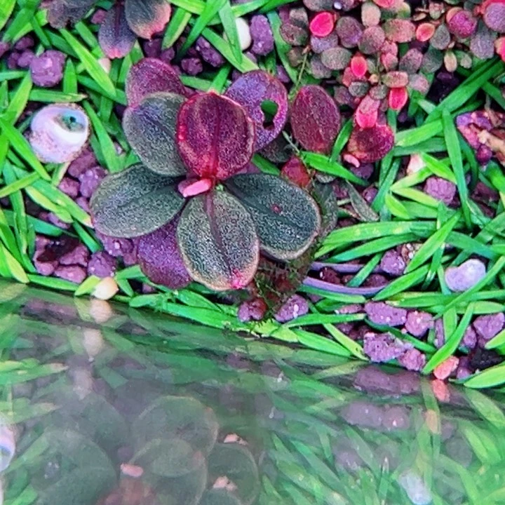 辣椒榕私藏6号福利