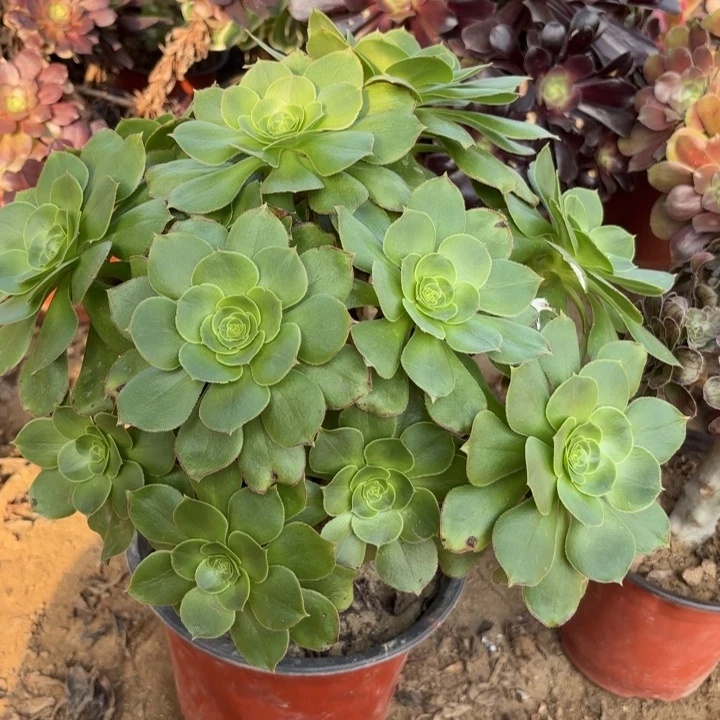 多肉植物法师大玫瑰21