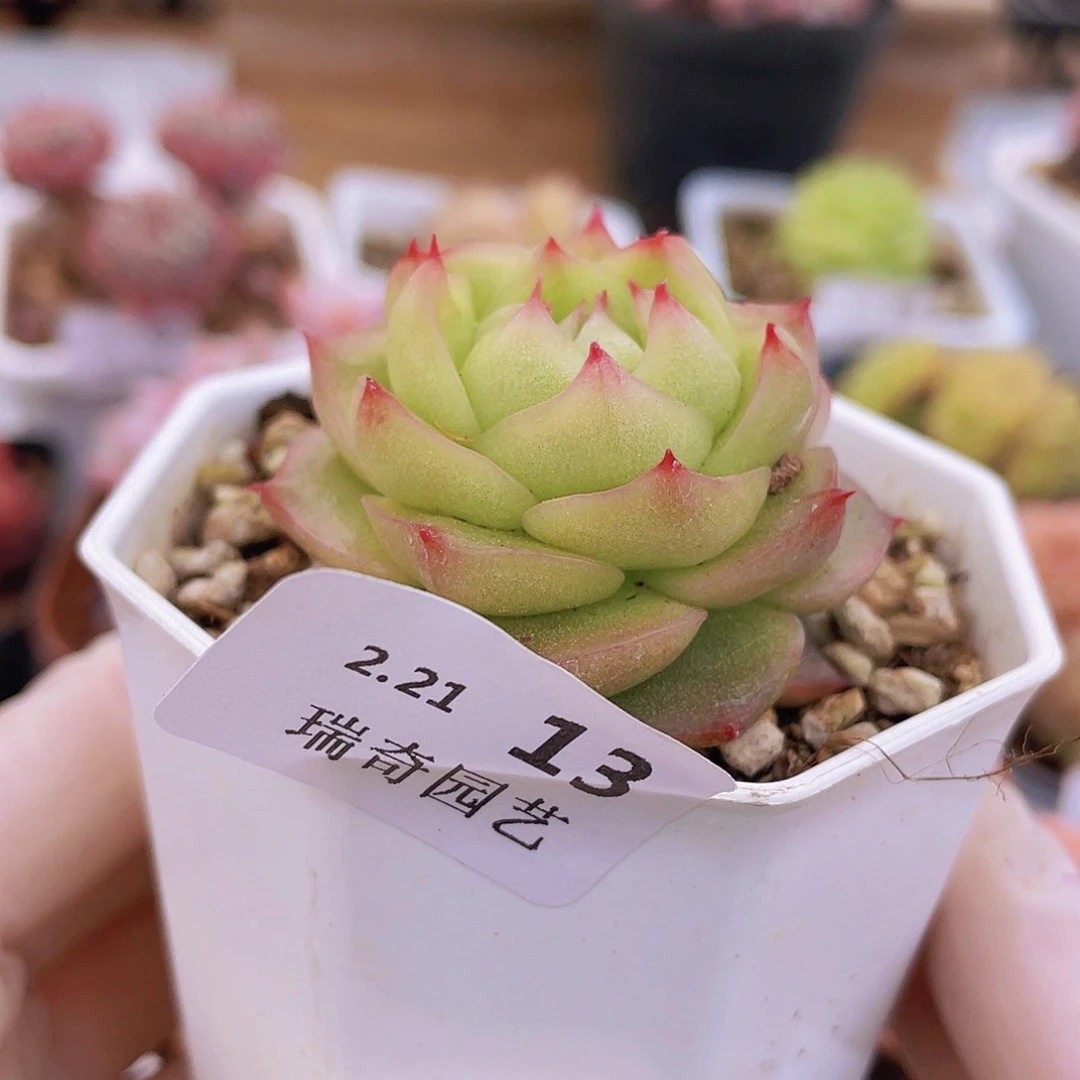 00000000000000000013量拍