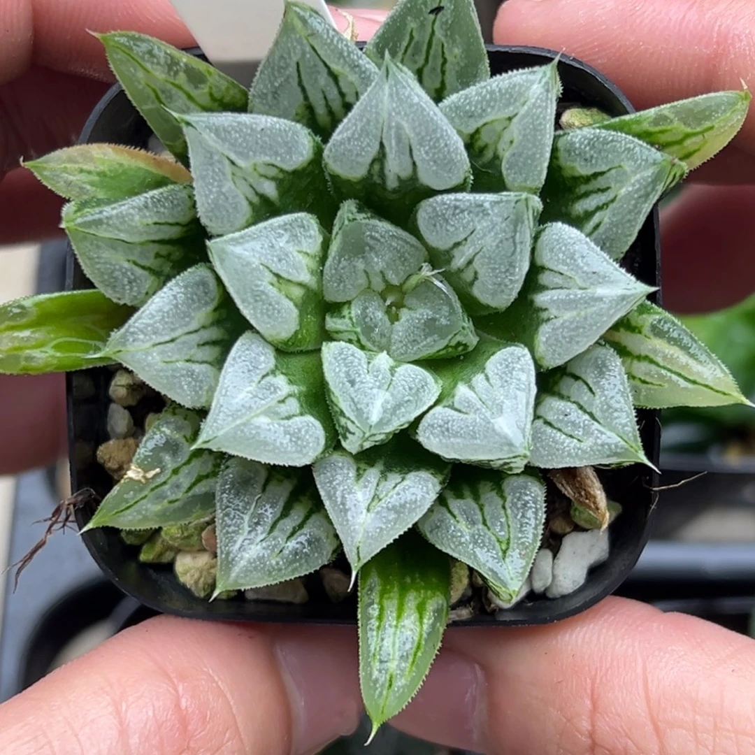 4短肥叶爱心寿一物一拍