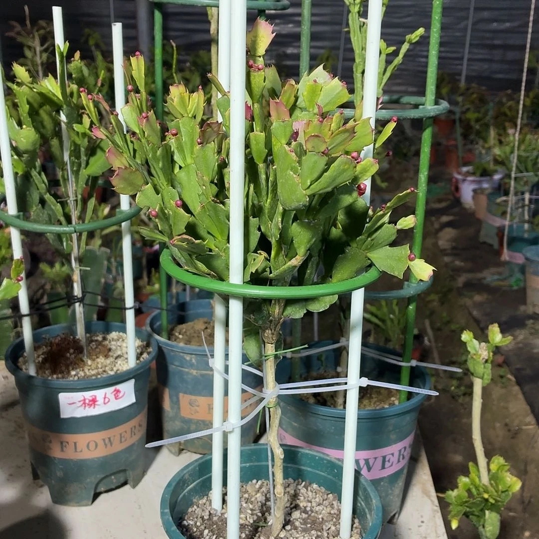 火***开无花朵火力全开红色黄色叶仙嫁接