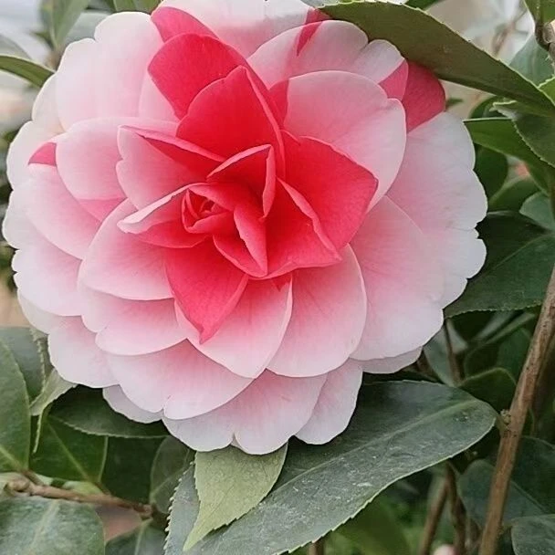 茶花树一物一拍带花苞容器嫁接苗原盆原土发四季常绿适合盆栽地栽