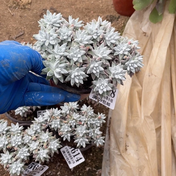 白菊多肉15个头左右