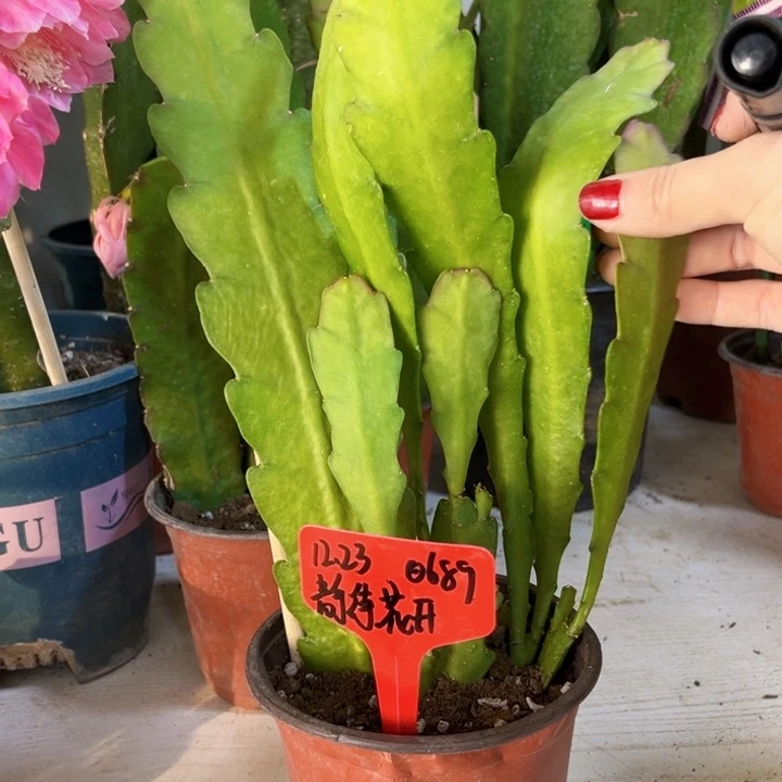 当前无花栽培后可以开花静***。田杏