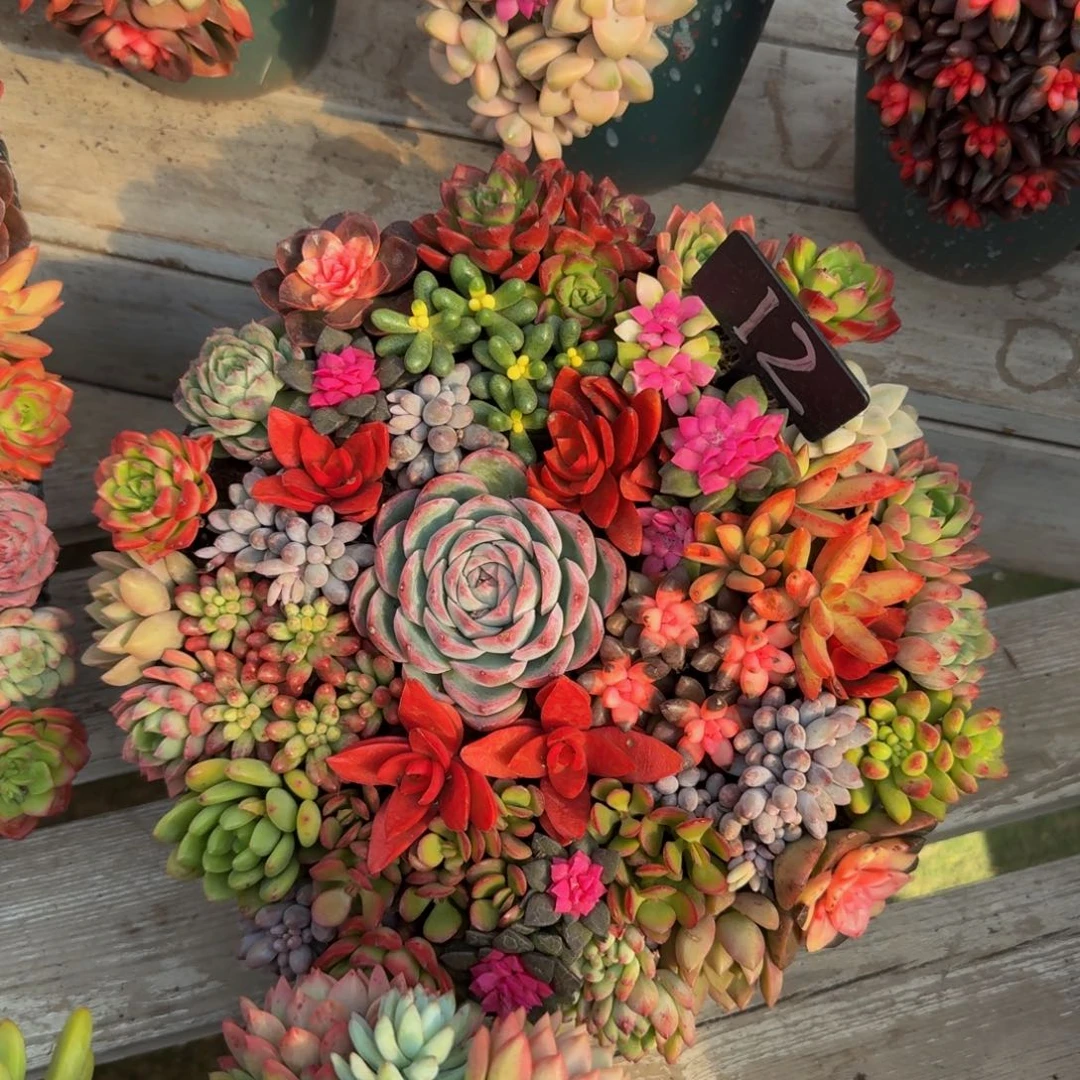 中***木158圆盆定制的系列活动