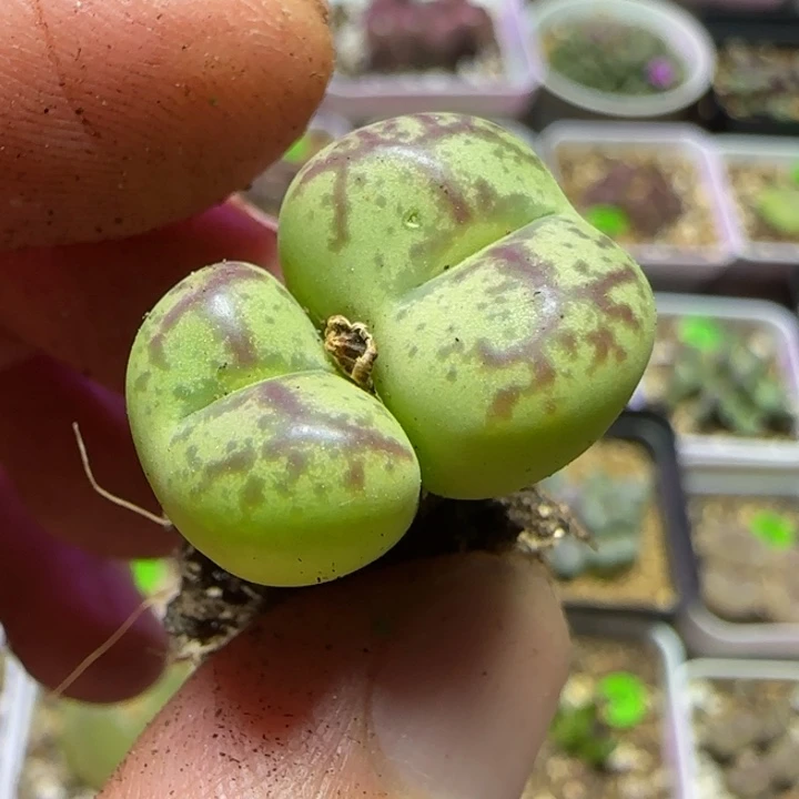 杂交漂亮多肉植物70