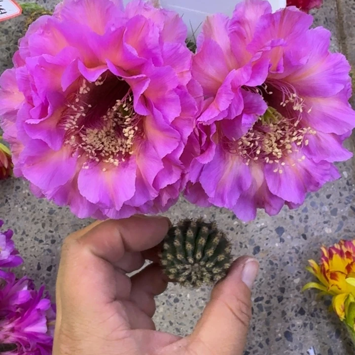 351彩草国色歪无根侧牙4公分左右，20包邮