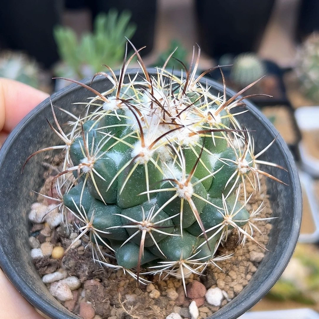 古镜丸实生球5.5cm