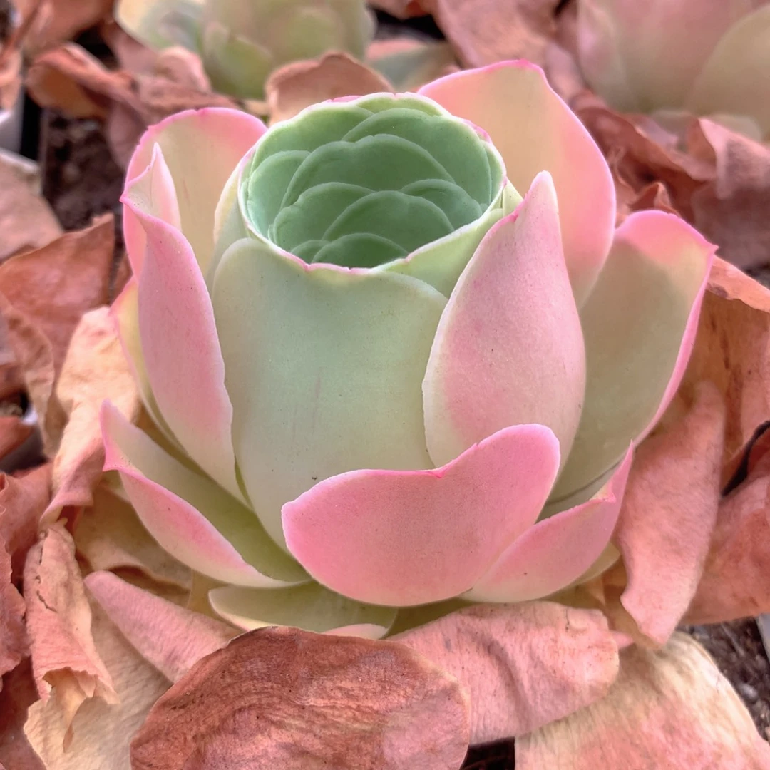 一物一拍福利666