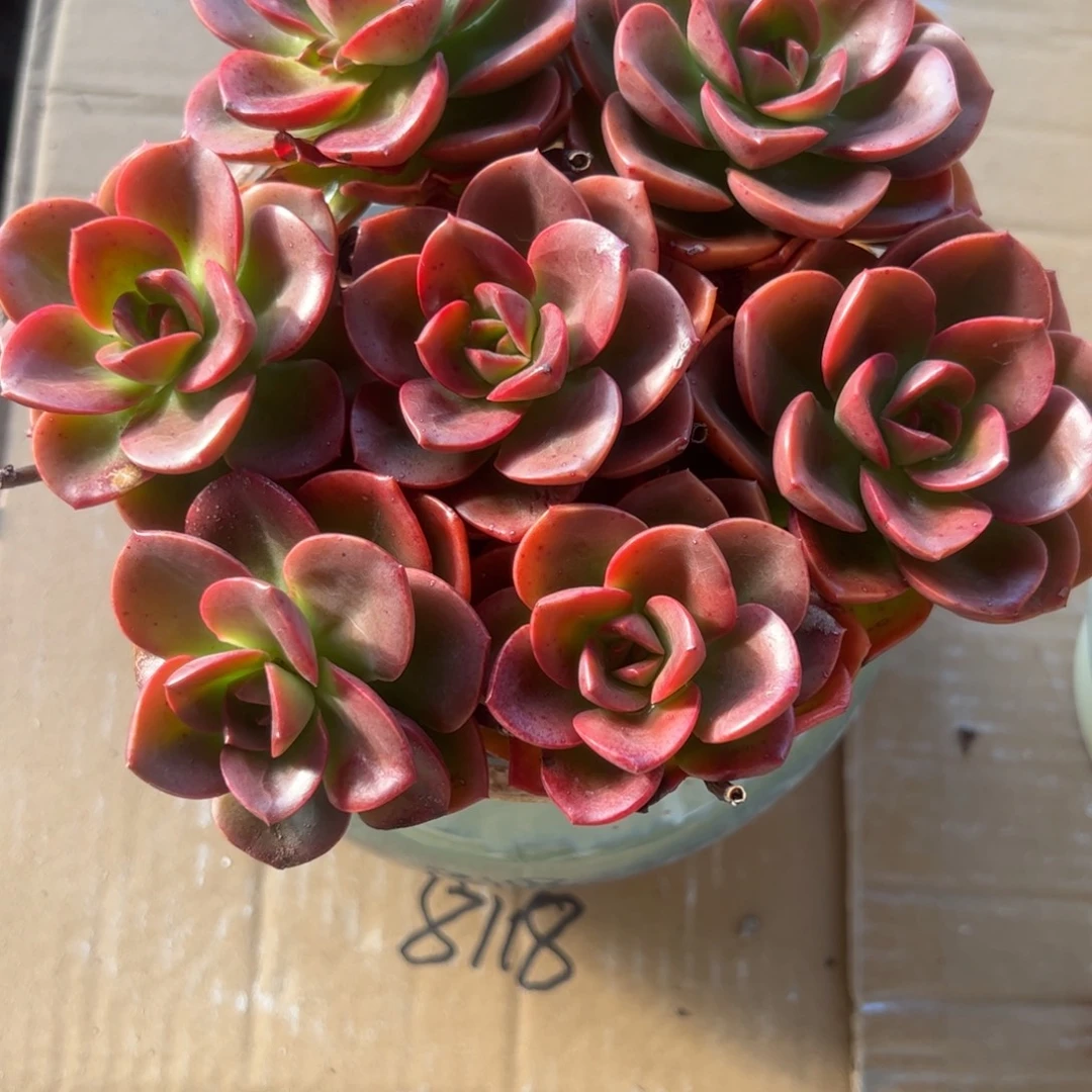 巧克力方砖多肉植物