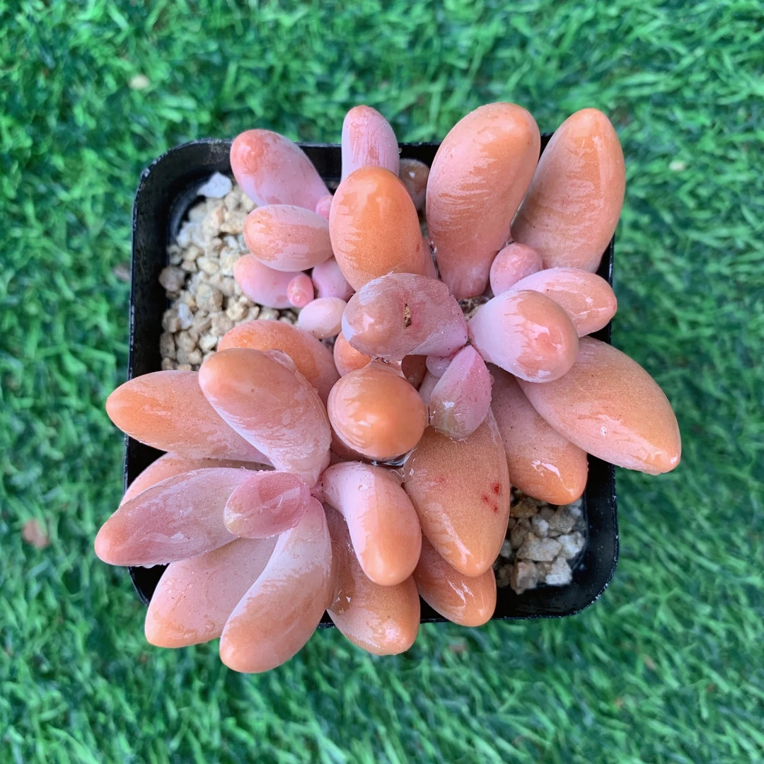 七方红手指双群精品多肉植物盆栽阳台好养花卉一单包邮