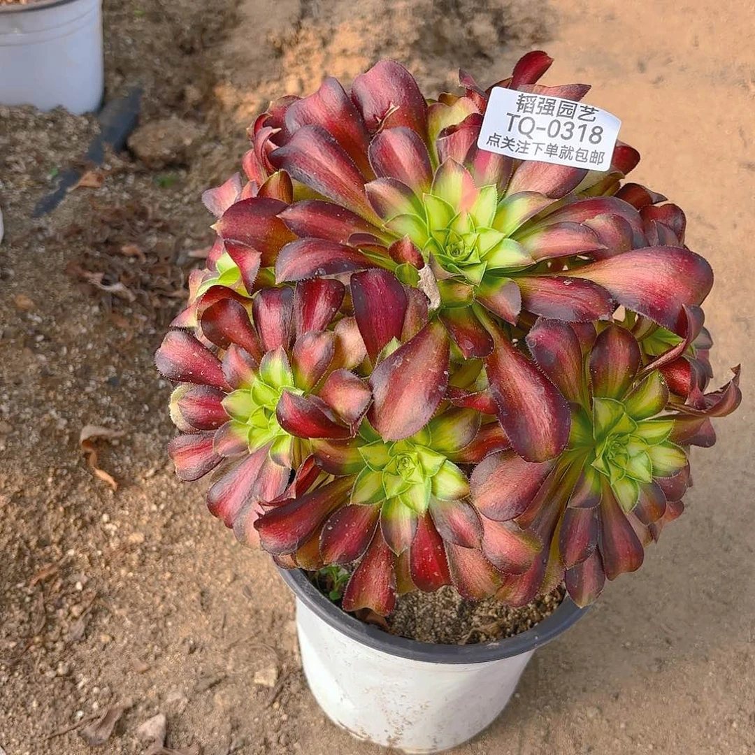 韶华多肉植物318