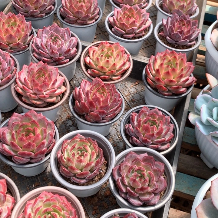 夜魔侠带盆土两单包邮