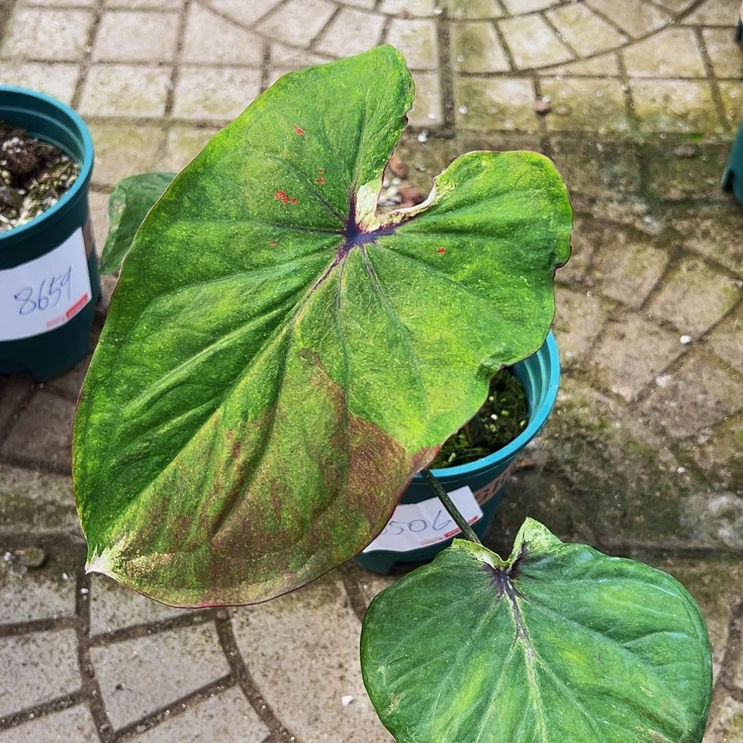 风***～完全开放一物一拍8506