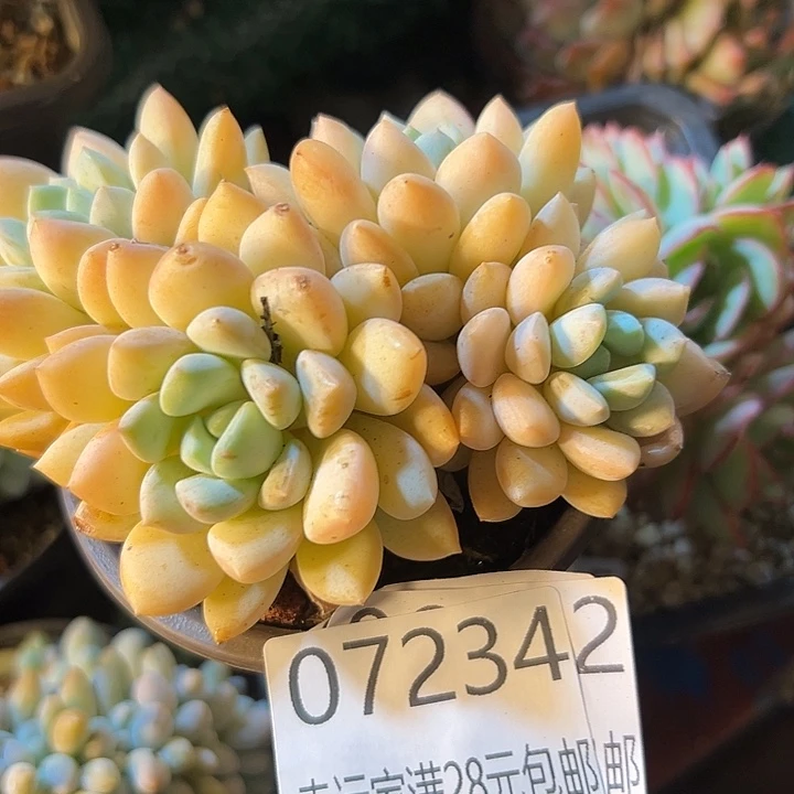 幸运的是我还没遇到你的