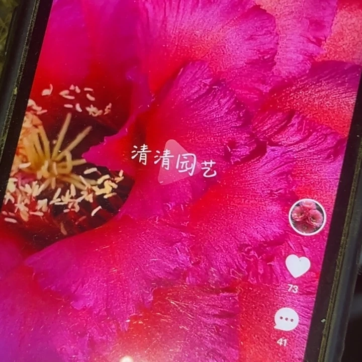 清清紫风铃侧牙瑕疵有黑点