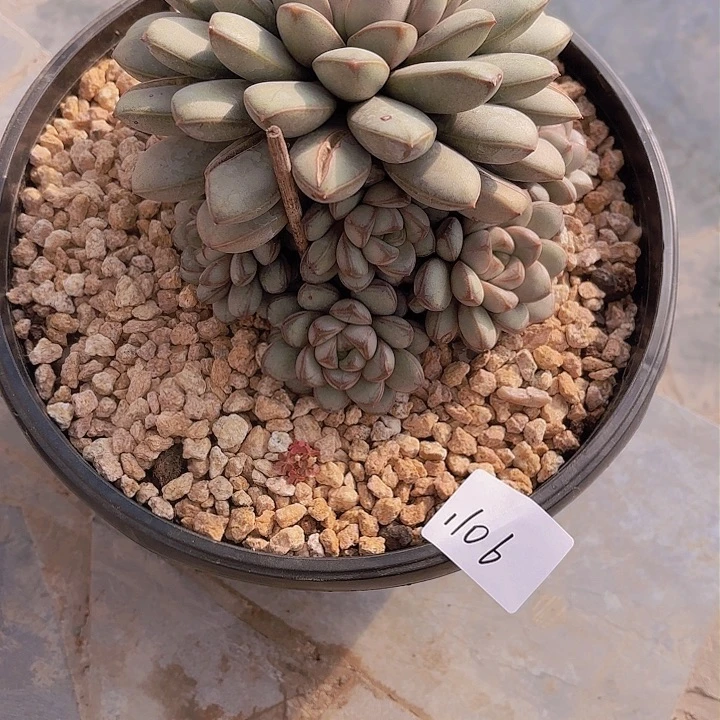 何*1106葡萄多肉植物