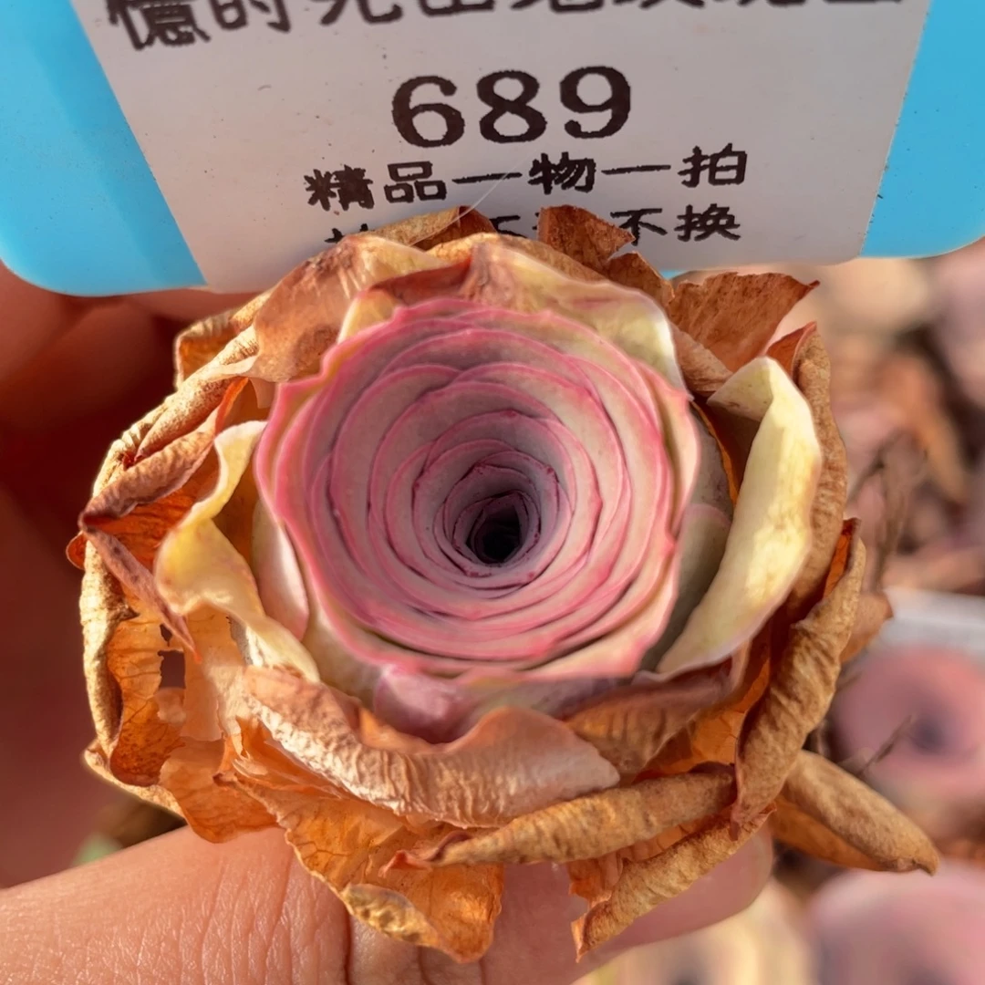 山地玫瑰689裸根发货不售后