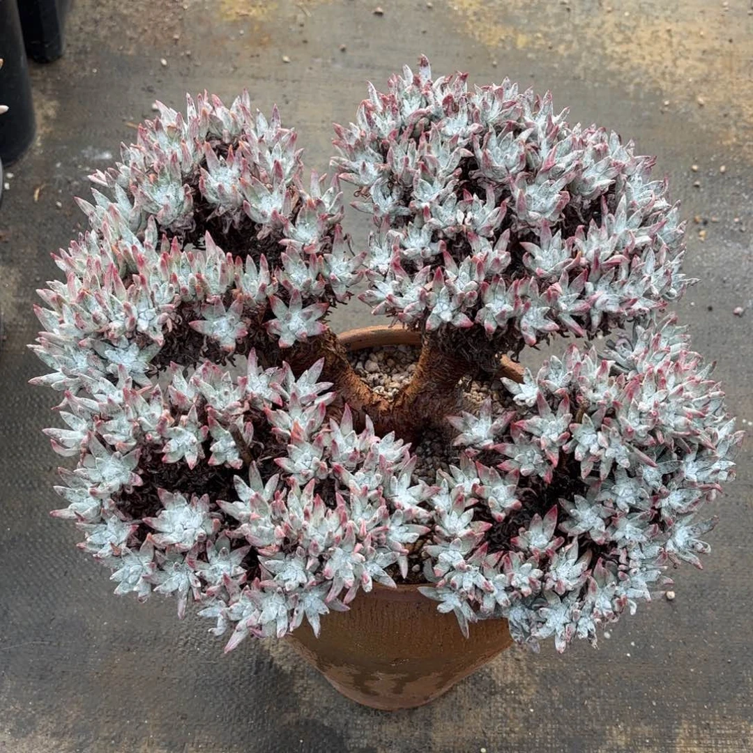 囍***子白菊杂，仙女杯多肉