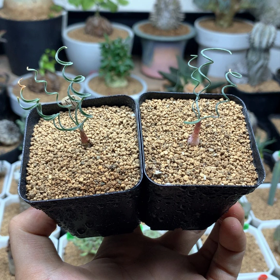 蚊香弹簧草多肉带盆