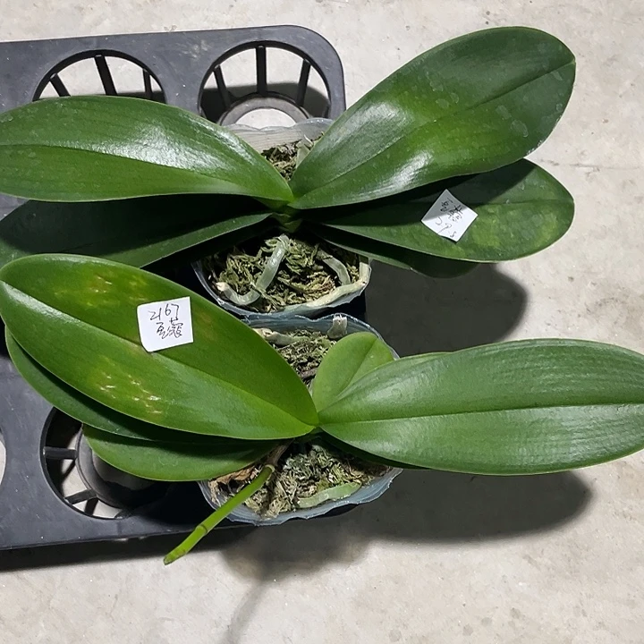 云***凉完全开放处理叶损豆蔻3.0不售后2颗