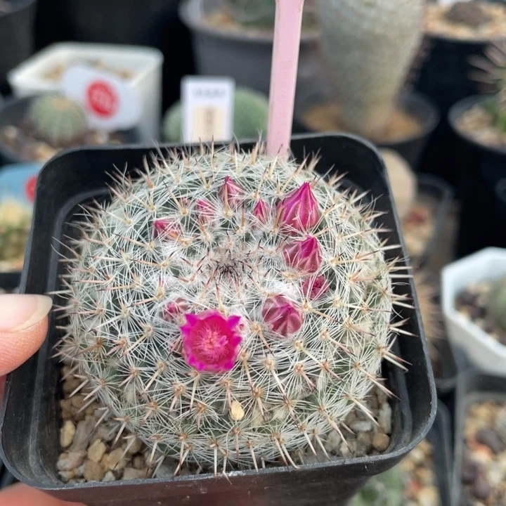 实生峦山彦26630000