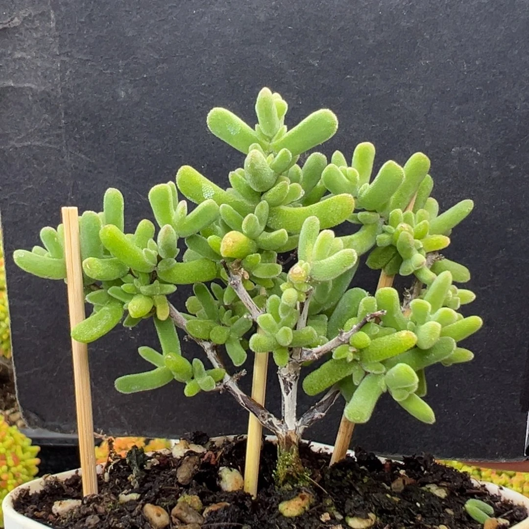 dy6972小老桩粗腿虾钳冠幅5.5cm