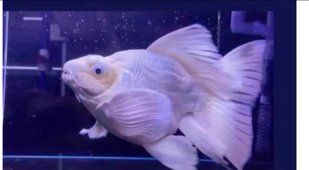 蝴蝶鲤（大鳍大尾）