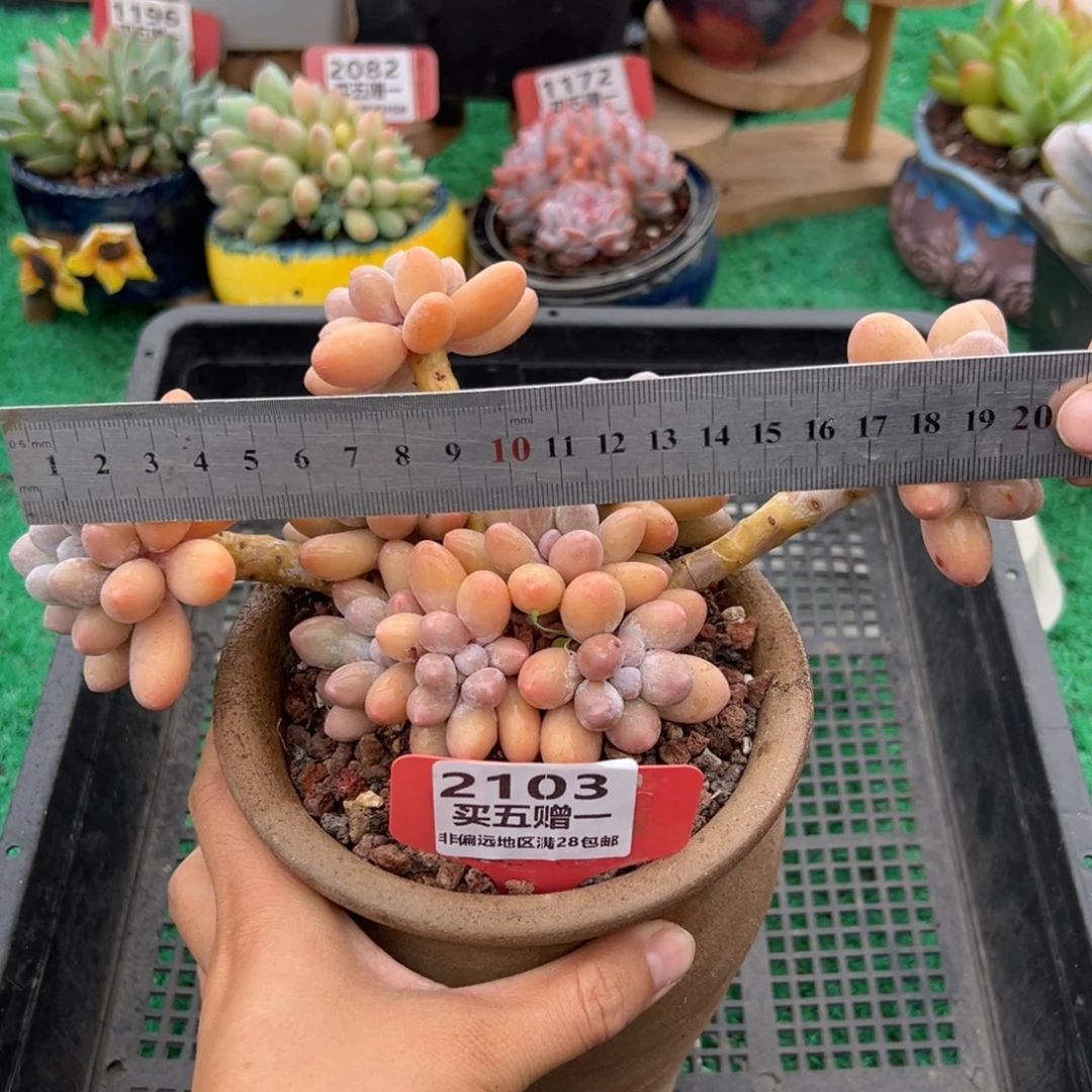 表妹精品多肉2103