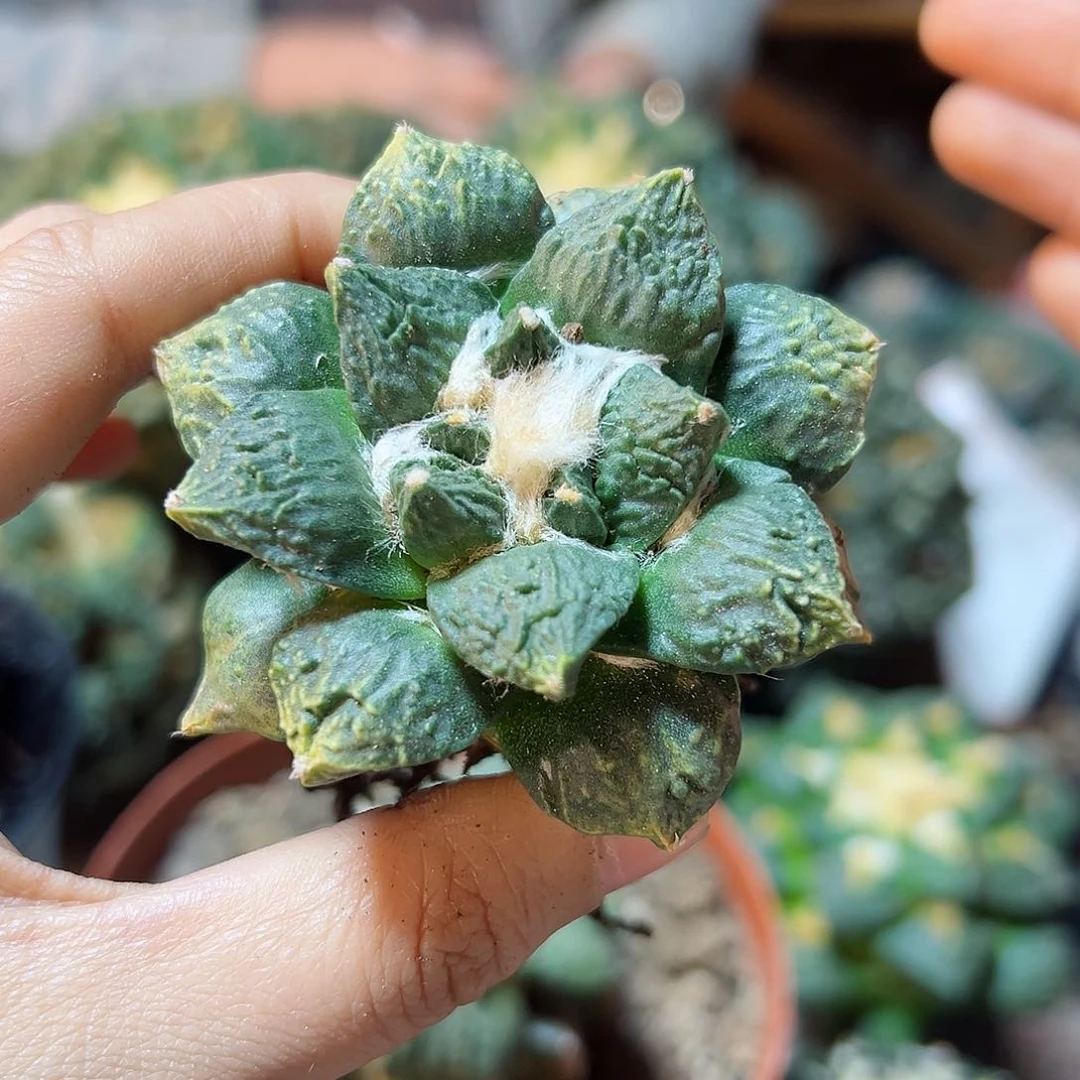 45号自根怒涛带小锦6.4公分