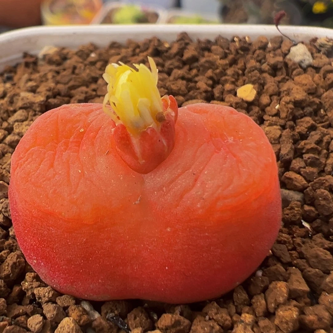 330多肉植物百科水蜜桃1430.5