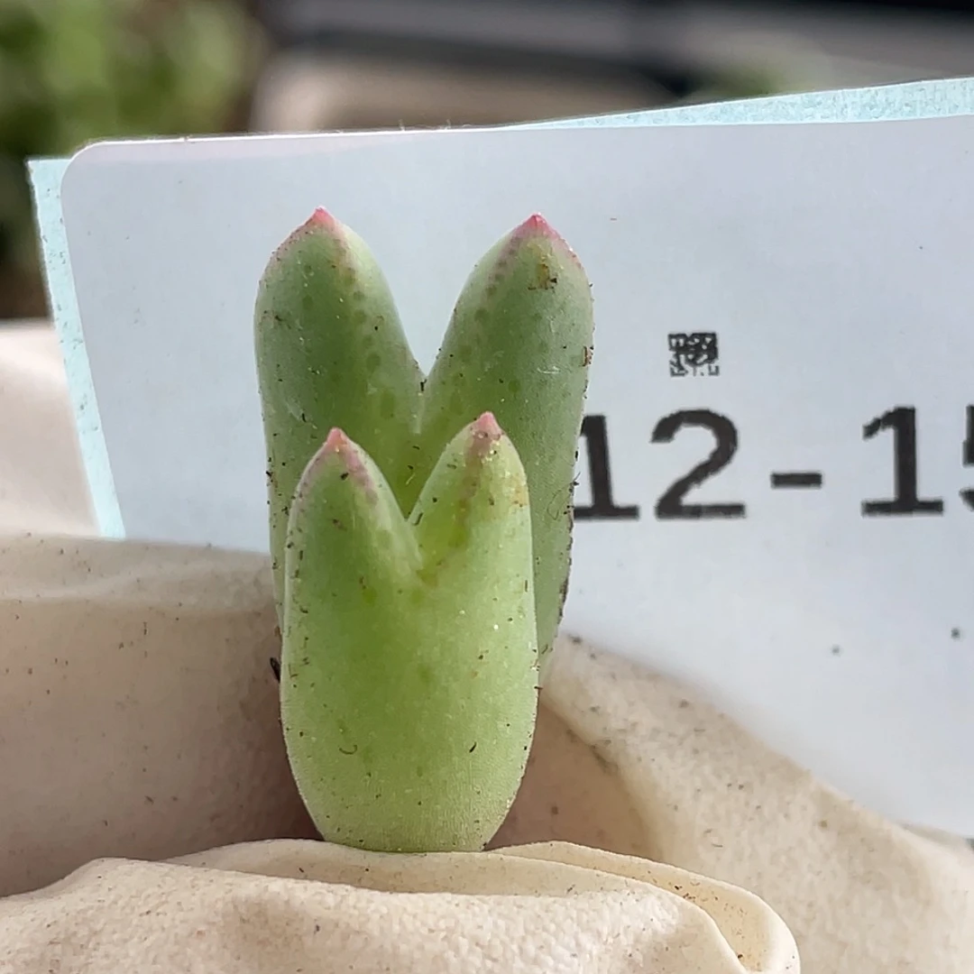 12-15猪蹄多肉植物