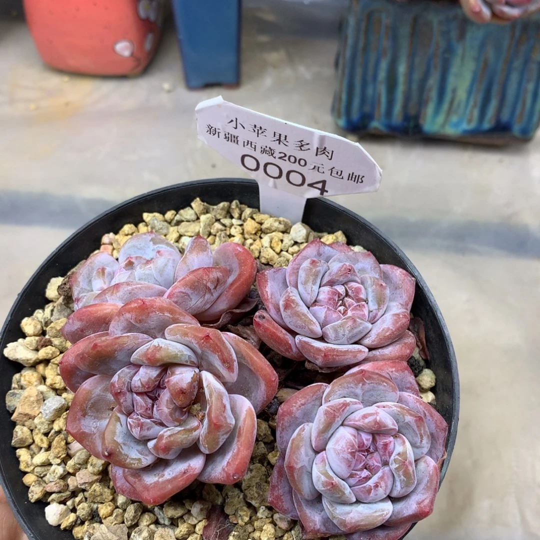 粉底紫心004/10cm4头