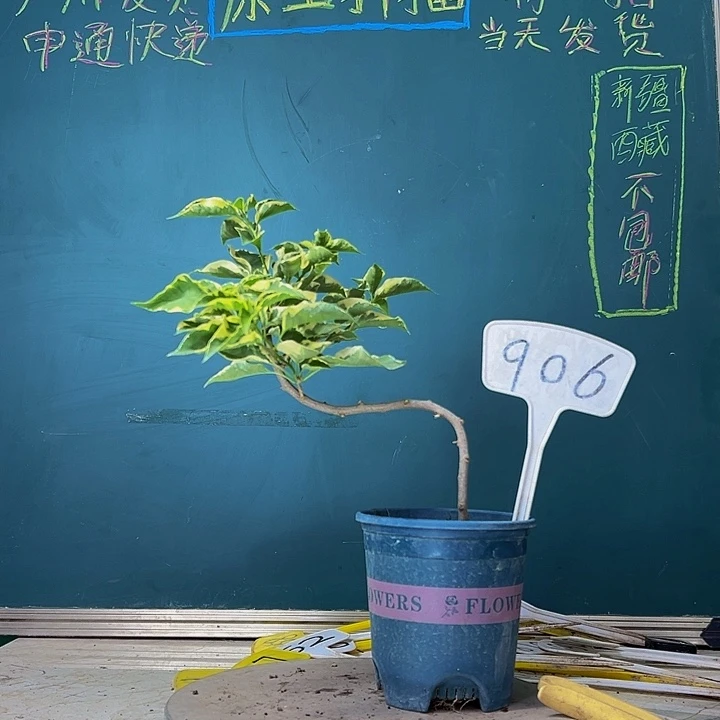 当前无花栽培后可以开花造型杆 蜡染粉 906