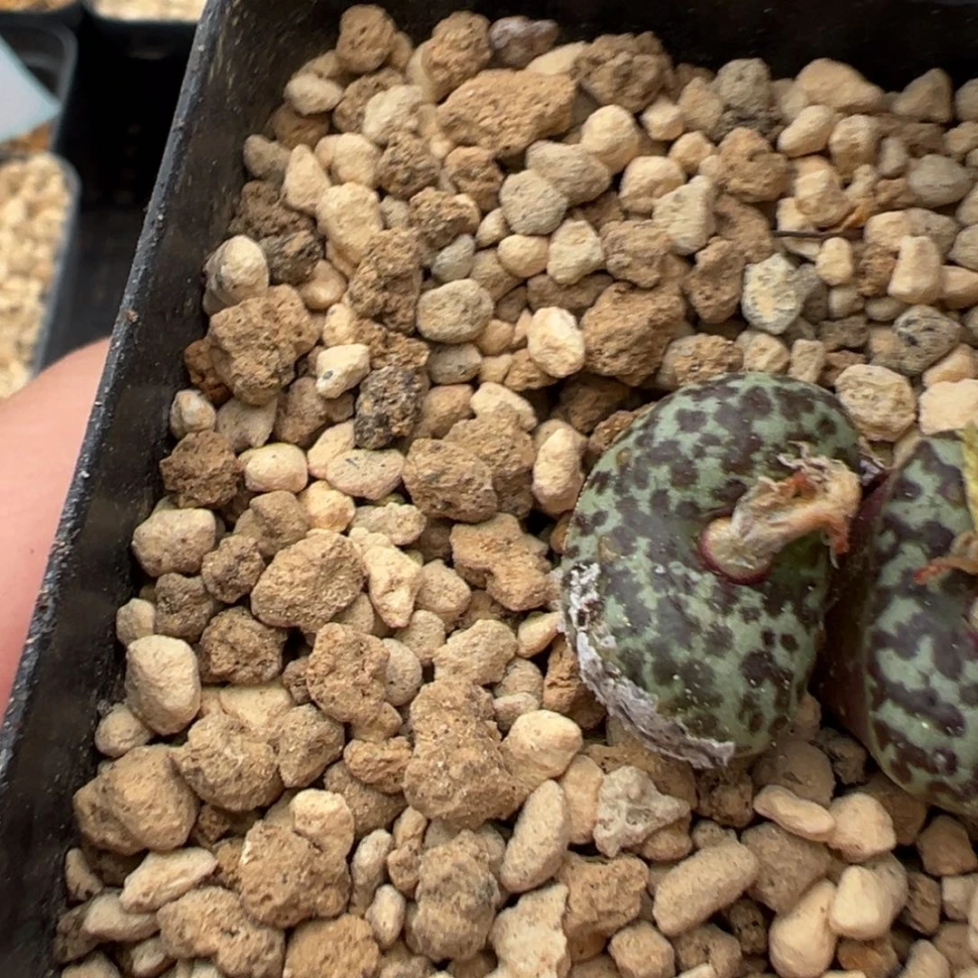 19-30肉锥多肉植物，