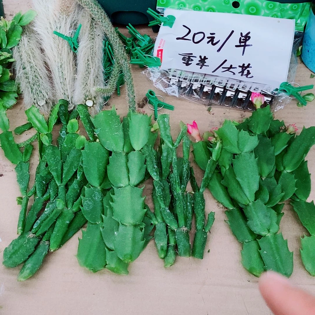 忠***无花朵叶片福利一物一拍