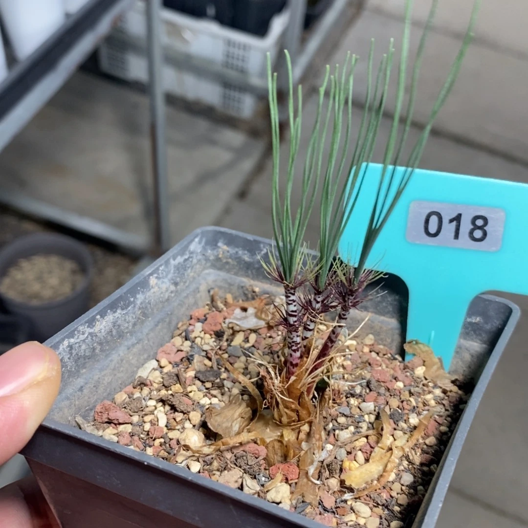 绿孔雀多肉植物一个