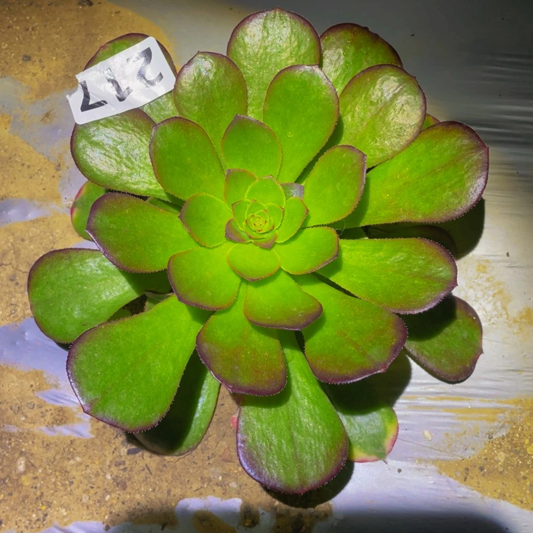 雨荷多肉植物217多肉