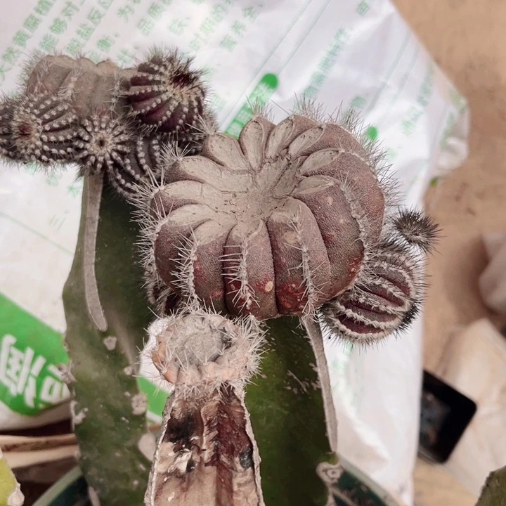 紫皮优博球一代侧芽